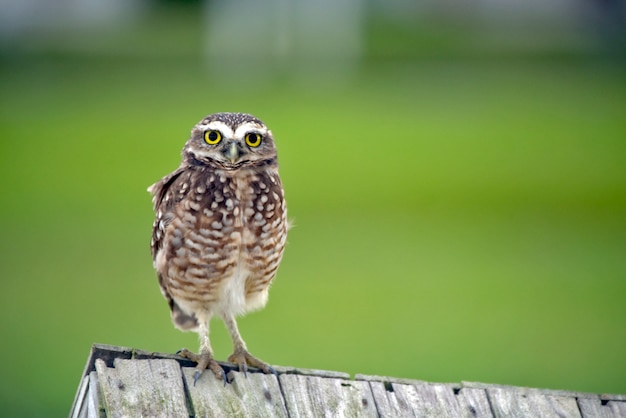 Burrowing owl on wooden roof