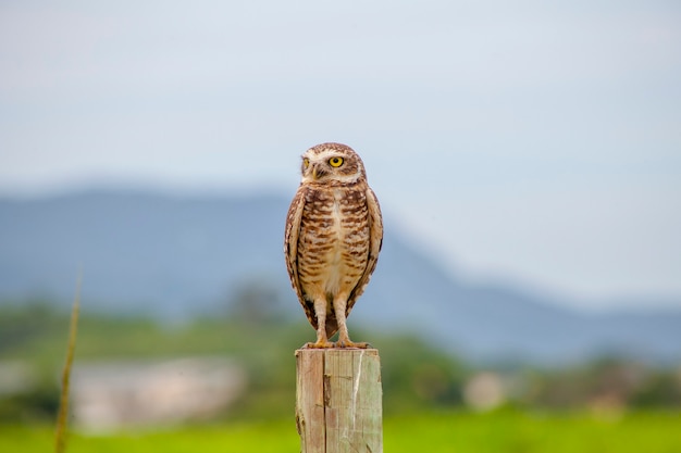 Burrowing owl on a wooden trunk in Rio de Janeiro Brazil.