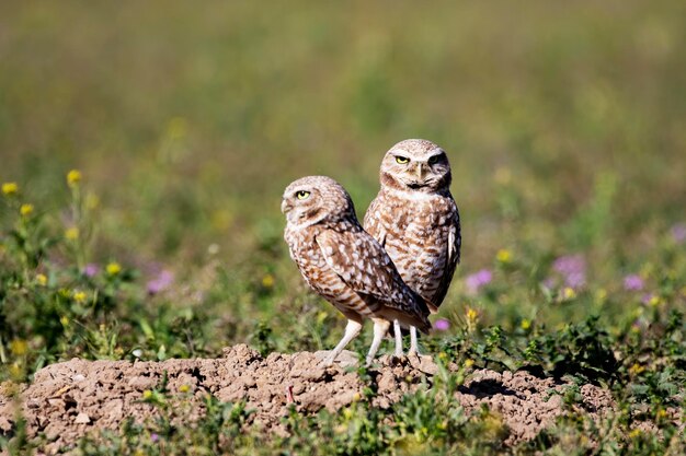 Photo burrowing owl