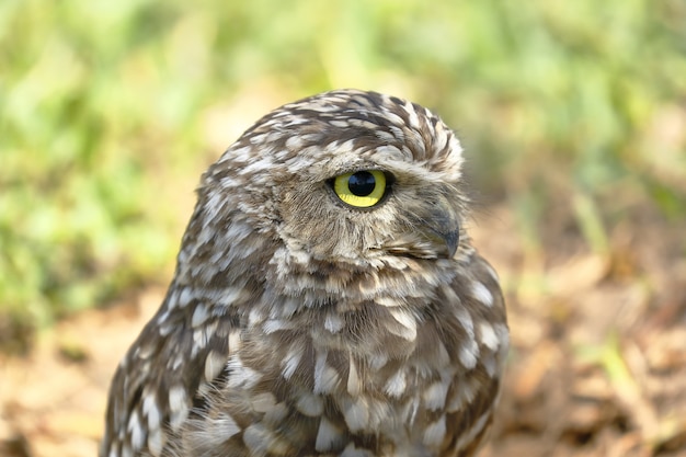 Burrowing owl