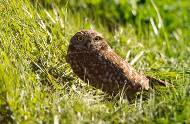 The Burrowing Owl