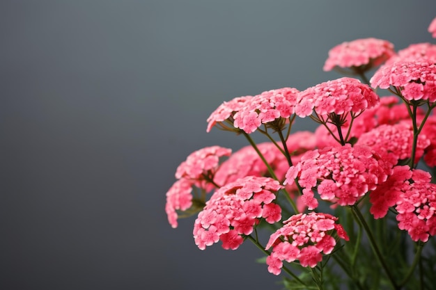 Foto burst of vibrant pink yarrow un affascinante display con ampio spazio di copia 32 aspect ratio