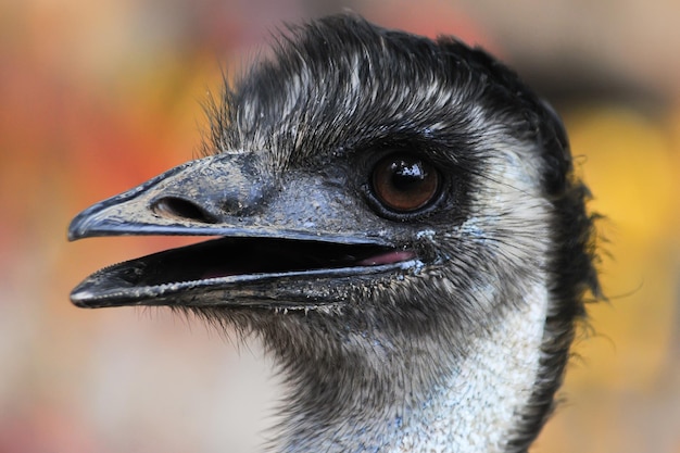 写真 burung untaまたはemu dromaius novaehollandiaeの鳥