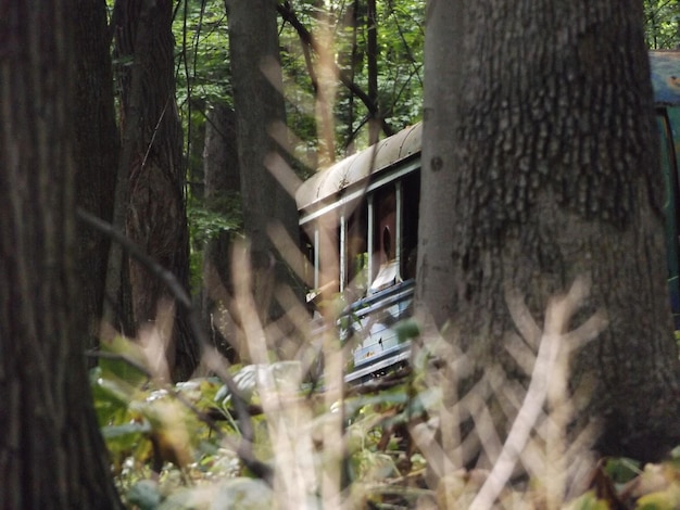 Foto l'autobus nel bosco