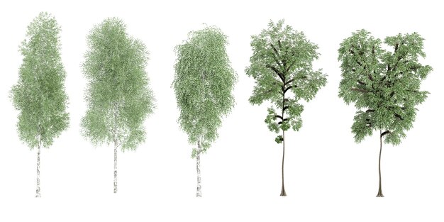 Busch BirchBirch Trees isolated on white background tropical trees isolated