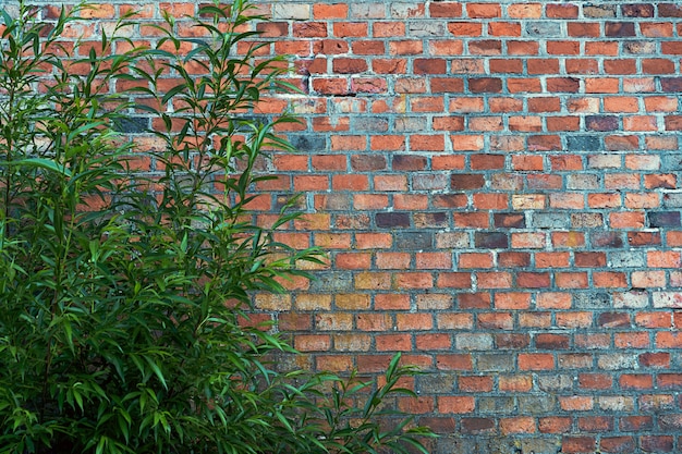 A bush against a dark red brick wall