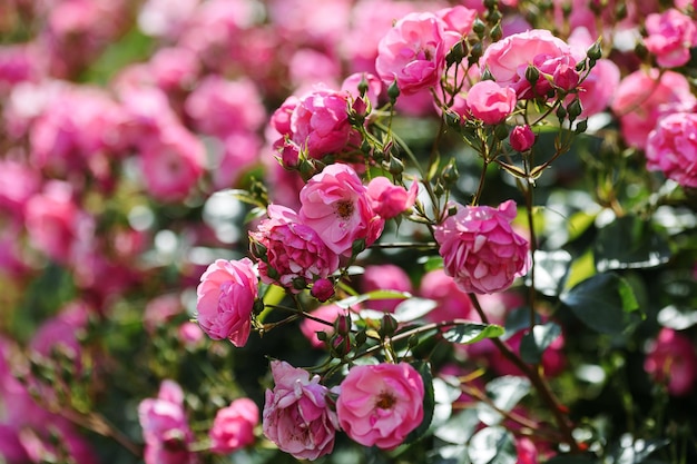 Foto un cespuglio di rose d'angelo nel giardino rosa floribunda nel giardino botanico