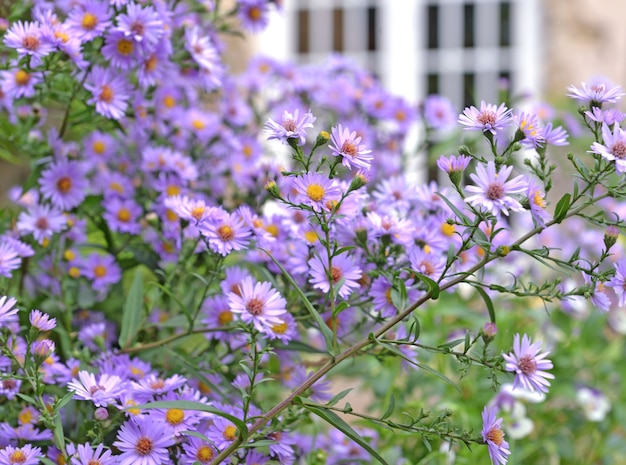 田舎の家の庭に咲くアスターの花の茂み