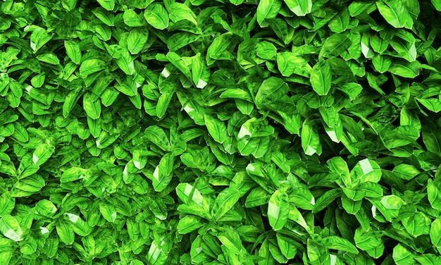 Bush basil 3d render isolated over white