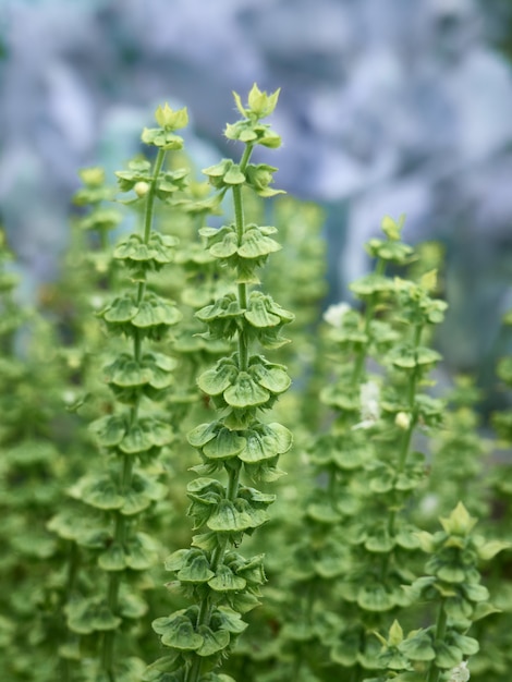 Bush basil in the garden.