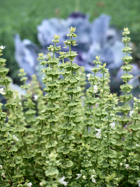 Bush basil in the garden.