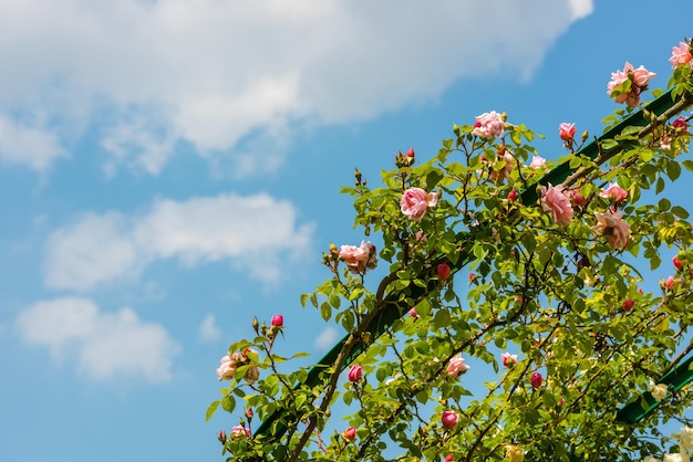 Bush of beautiful climbing roses in a garden Horizontal shot with a copy space