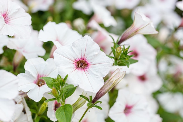 bush of beautiful petunias closeup