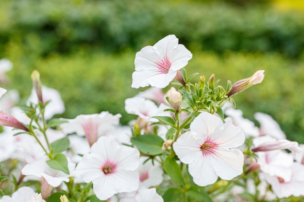 bush of beautiful petunias closeup