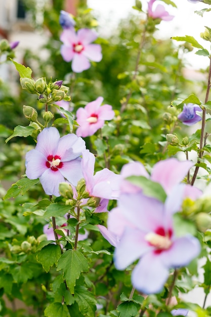 美しいピンク色の花の茂み。自然の背景