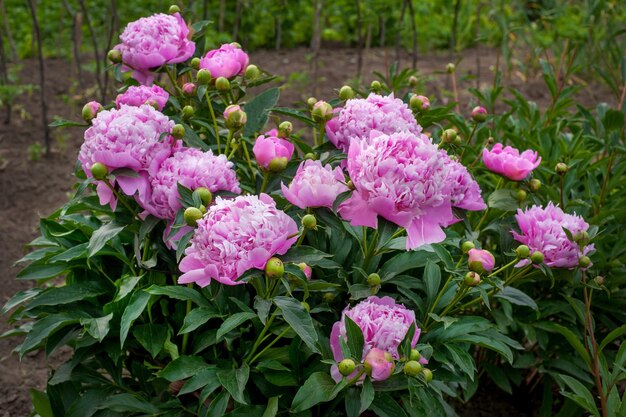 Куст красивых розовых королевских пионов в саду
