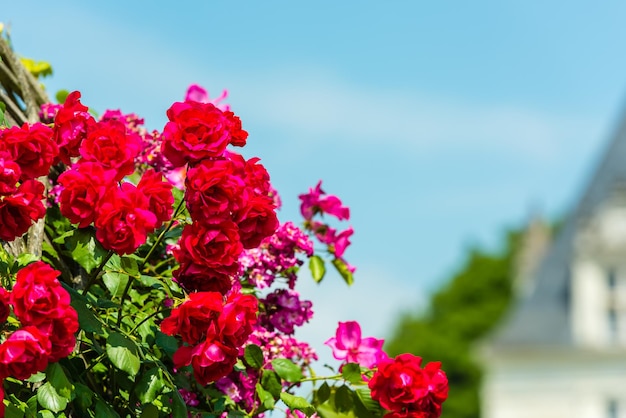 Bush of beautiful roses in a french garden Horizontal shot