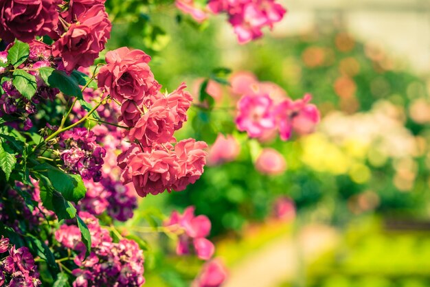 Bush of beautiful roses in a garden Filtered shot