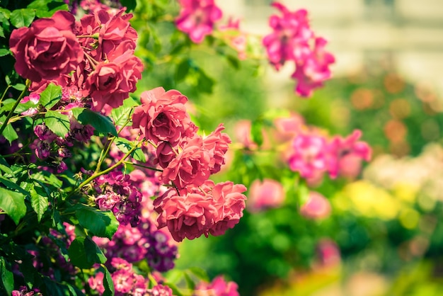 Cespuglio di belle rose in un giardino colpo filtrato