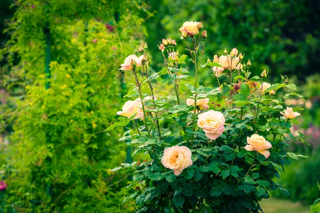 Bush of beautiful roses in a garden Filtered shot