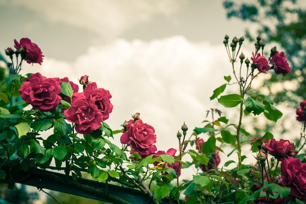 Bush of beautiful roses in a garden