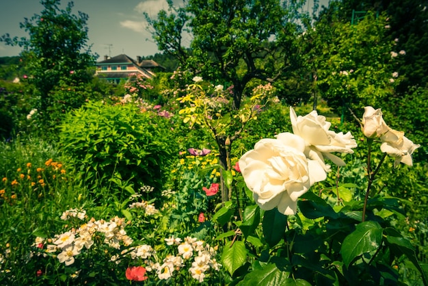 Bush of beautiful roses in a garden