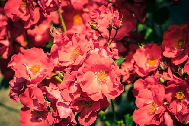 Bush of beautiful roses in a garden