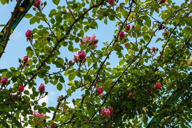 Cespuglio di belle rose in un giardino