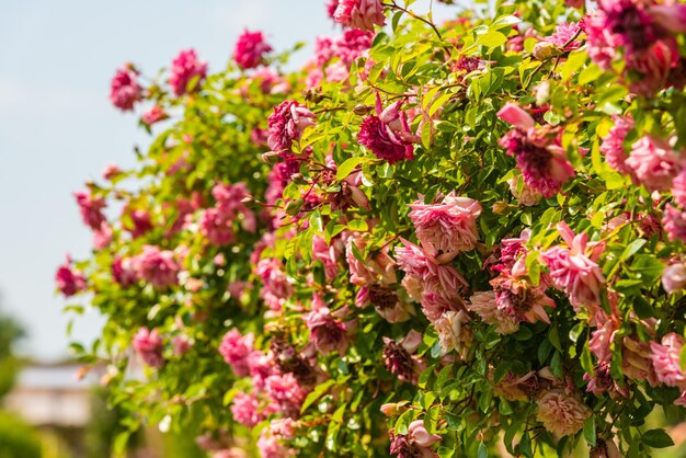 Bush of beautiful roses in a garden