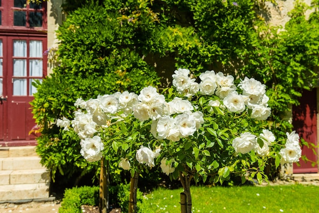 Bush of beautiful roses in a garden