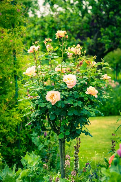 Bush of beautiful roses in a garden