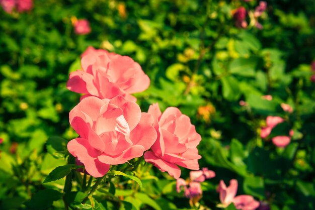 Bush of beautiful roses in a garden