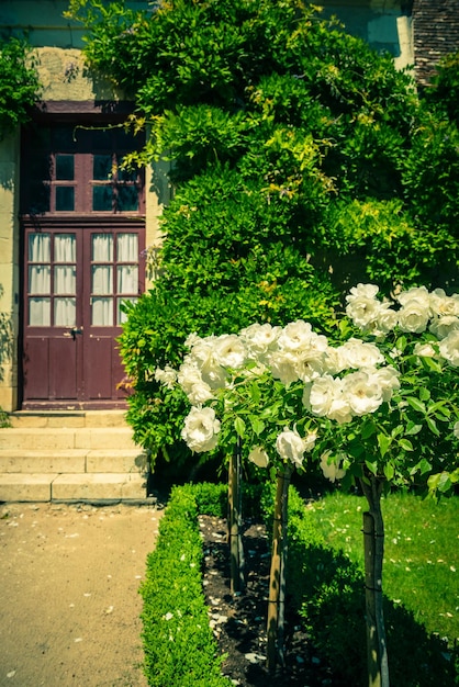 Bush of beautiful white roses in a garden in a front of house Filtered shot