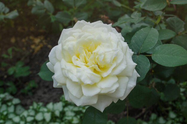 Bush of beautiful white roses in a garden White rose flowers in the summer garden