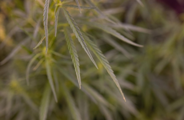 Bush bloeiende kruid hennep met zaden en bloemen zon glint achtergrond concept fokken van marihuana c