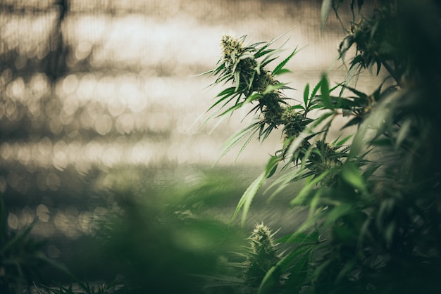 Bush Bloeiende kruidenhennep met zaden en bloemen. Conceptveredeling van marihuana, cannabis, legalisatie.