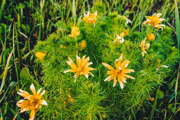 bush bloem veld geel en wit