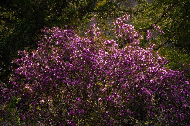 Bush-bloemmaralnik. detailopname