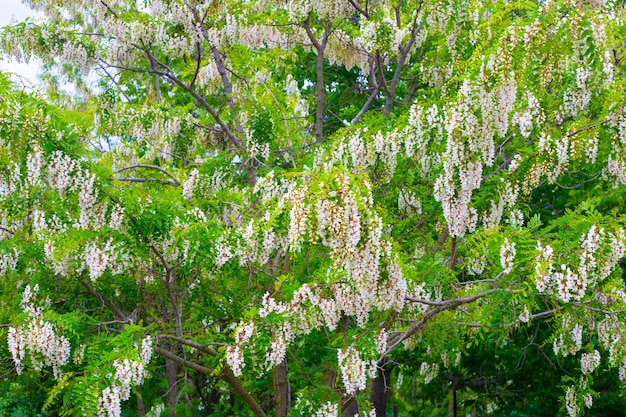 A bush of blooming fragrant white acacia on a spring day Beauty in nature