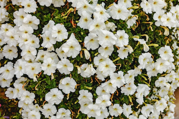 背景に咲くペチュニアの花の茂み