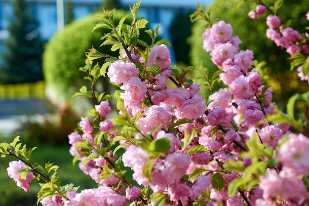 Куст цветет весной розовыми цветками