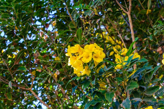 Bush of the blossoming tecoma stans also called ginger thomas trumpet flower or yellow elder