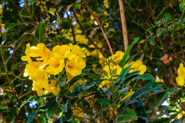 Bush of the blossoming tecoma stans also called ginger thomas trumpet flower or yellow elder