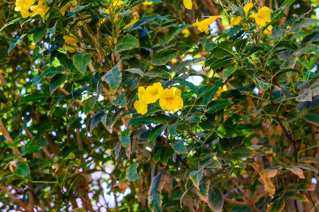 생강 토마스 트럼펫 꽃 또는 노란색 엘더라고도 하는 꽃이 만발한 테코마 스탠스의 부시