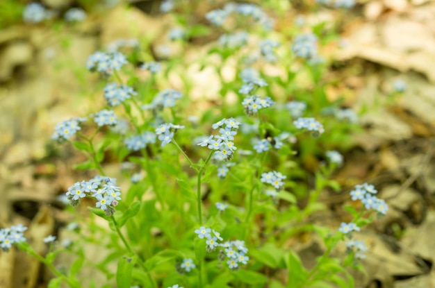 A bush of blue flowers Unusual wild flowers Natural background Front view