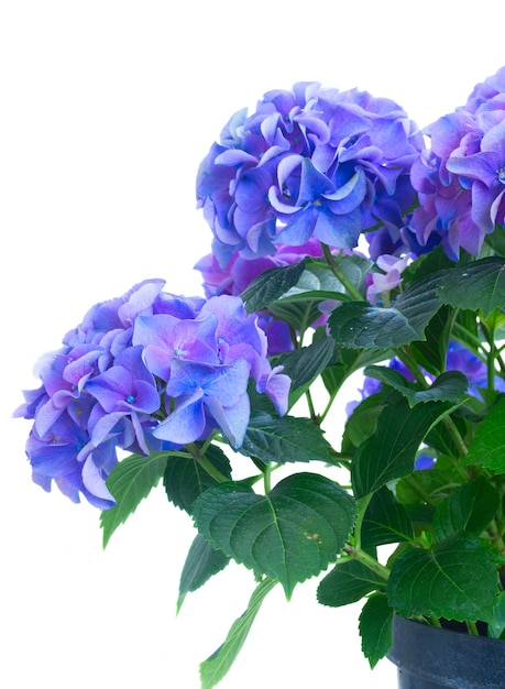 파란색과 보라색 hortensia 신선한 꽃의 부시는 흰색에 격리 닫습니다