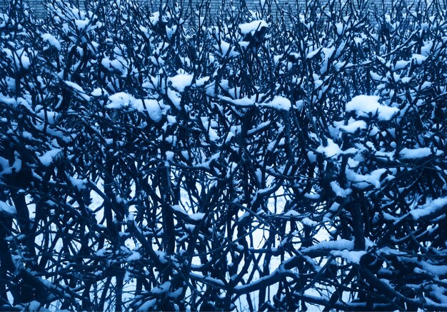 雪の背景で覆われた茂みの枝