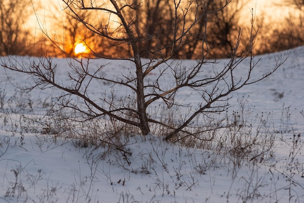 Foto bush rami nella neve nel paesaggio invernale del tramonto invernale