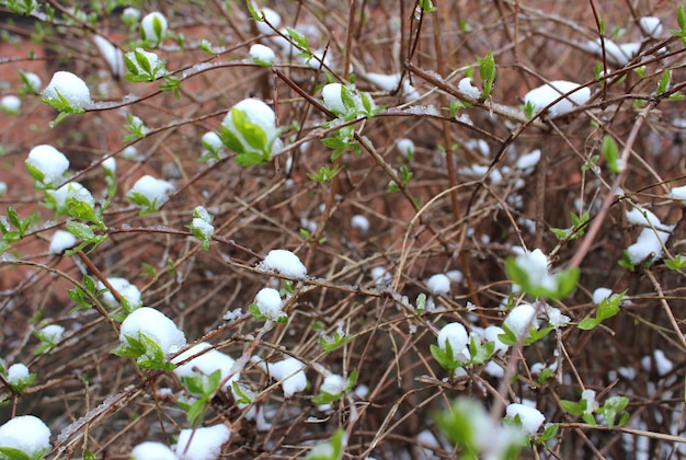 雪のキャップ テクスチャ背景の下で若い緑の芽とブッシュの枝