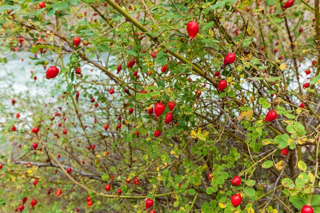 bush of brier with ripe red berries